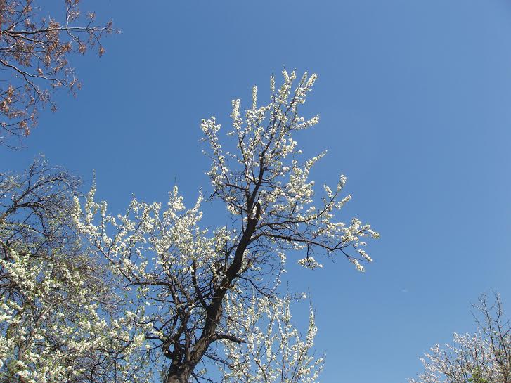 hruska