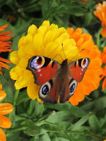 motyl
