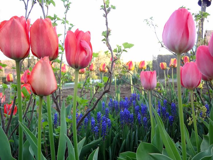 tulipany